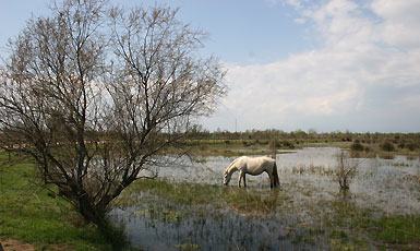 Aiguamolls de l'Empordà